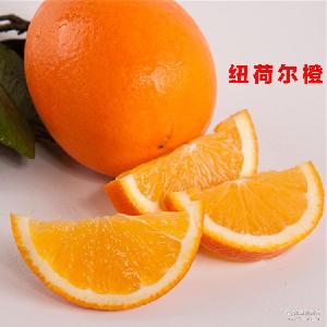 綠爾果汁 價格、型號與選購指南，助您品味新鮮水果零售的健康之選