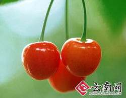 干旱減產致云南本地水果價格攀升，新鮮零售市場迎來挑戰